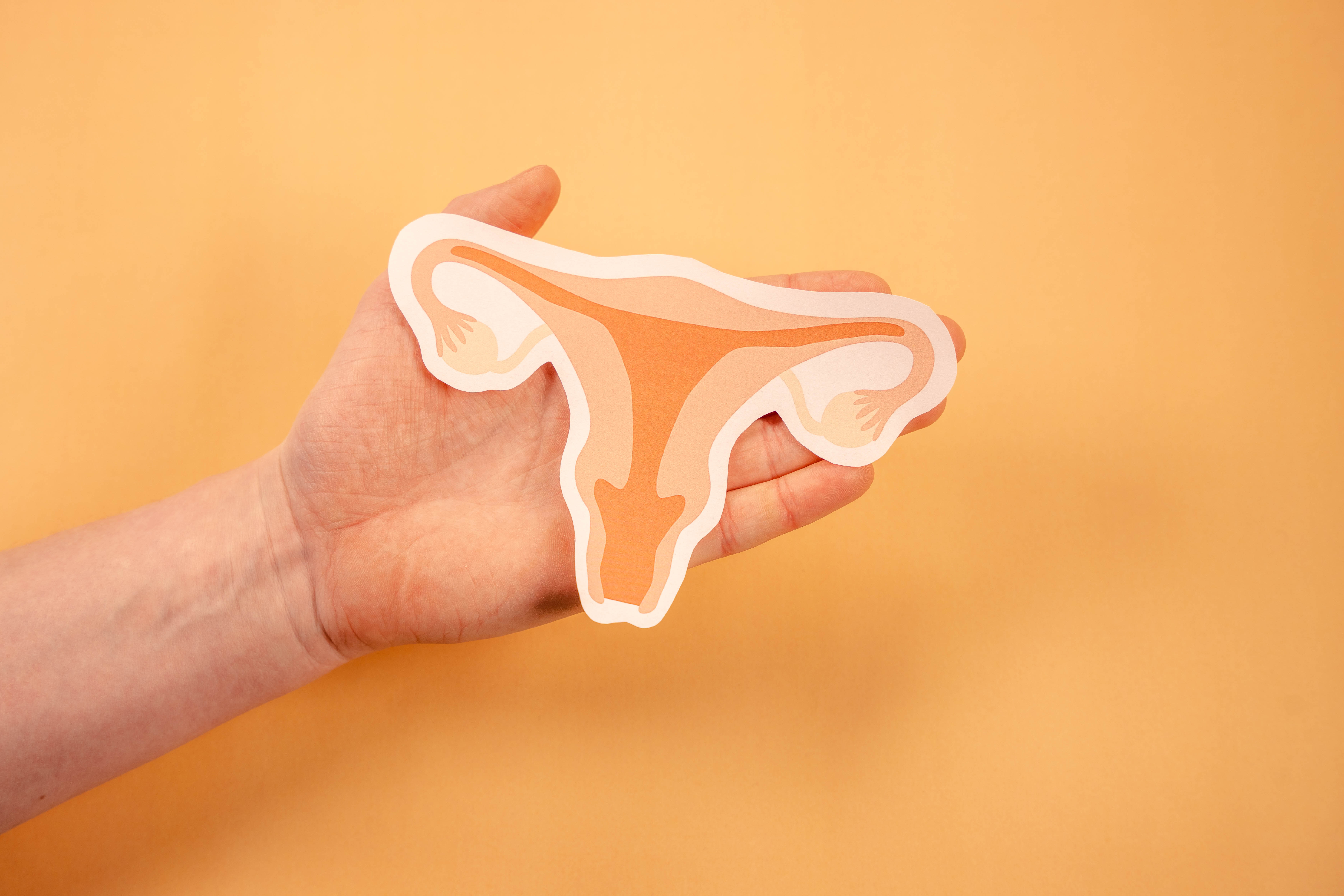 Hånd som holder et bilde av en kvinnes livmor og eggstokker.