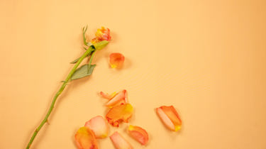 En rosestilk med kun et par roseblader igjen. Oransje roseblader ligger strødd ved siden av.