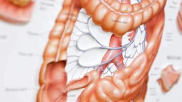 mage-og tarmsystemet. illustrasjon.